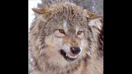 wolf 