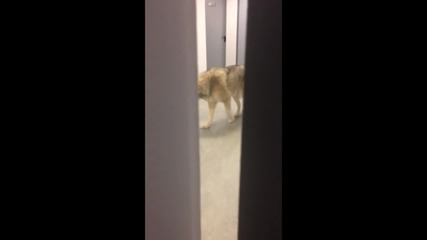 Да се напикаеш от страх - Вълк в коридора !