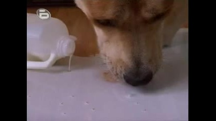 Life Is Ruff Bg audio part 3