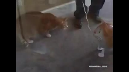 Супер смях - Ядосани котки