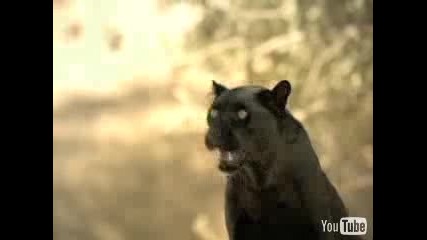 Любовта към животните
