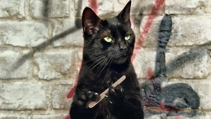 Ако котките имаха палци