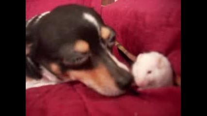 Кученце и Мишка - Любов от пръв поглед