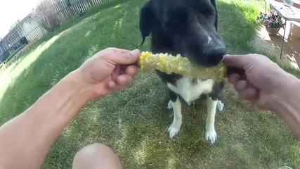 Куче което наистина обича царевица