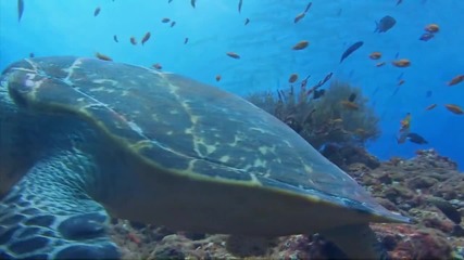Mystic Moments Under Water [hd Chill Out Video] Прекрасни моменти под водата