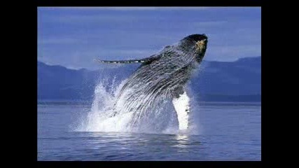 Sinfonia De Ballenas