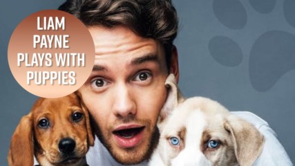 All the times Liam Payne was cuter than puppies