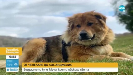ОТ ЧЕПЕЛАРЕ ДО ЛОС АНДЖЕЛИС: Бездомното куче Мечо, което обиколи света