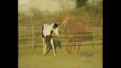 Коня Спиридон - Богдан Томов - Детска песничка 