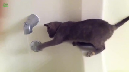 Котките обичат водата - Компилация