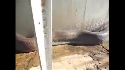 Най - големия питон на света! 
