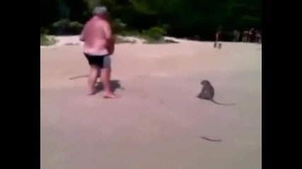 Маймунки свалят гащи на плажа