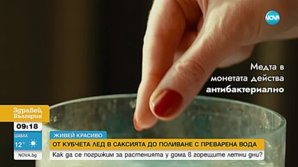 „Живей красиво“: Как да се погрижим за растенията у дома в горещите летни дни