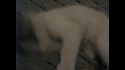 Мойто Сладко Коте