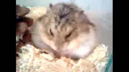 Dremeshto Hamster4e