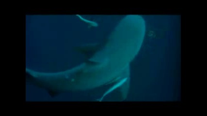 Ваканция на бахамите провалена от акули