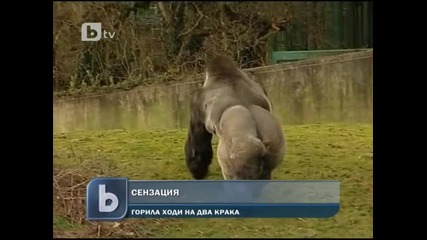 Сензaция! Горила ходи на два крака!