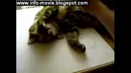 Мъртва Котка