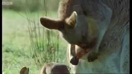 Кенгуру боксьор - Животът на бозайниците
