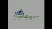 Music To Relax Dogs! - Try It On Your Dog And Watch Relaxmydog