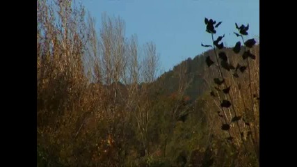 Детски песнички-есен в Гората