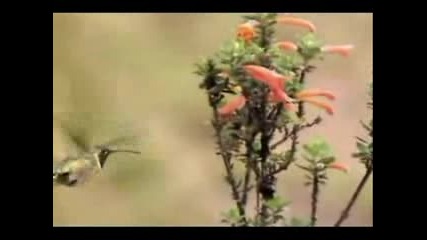 Jon and Vangelis - Bird Song