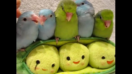 5 сладки папагалчета