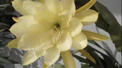 Ernesto Cortazar - Beautiful Cactus Flowers -