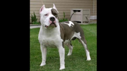 pitbul