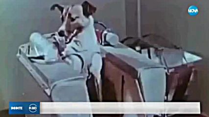 60 години от изпращането на кучето Лайка в Космоса