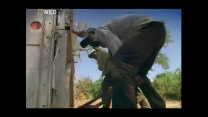 Грандиозни премествания на животни Носорози (част 4/4) Бг Аудио 
