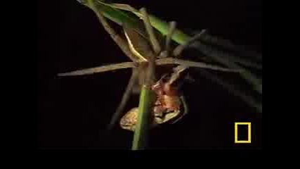 Fishing Spider vs. Frog