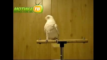 Разигран папагал