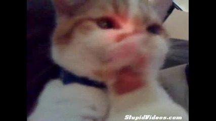 Луда котка си яде лапичката
