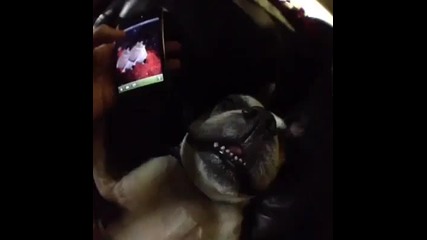 Само котка може да го събуди - Like A Boss