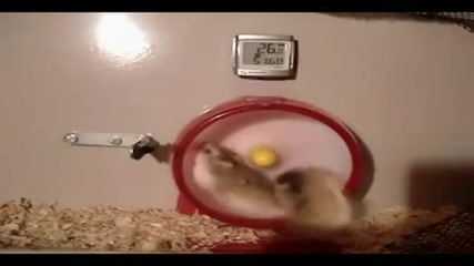 Хамстер - Twin Turbo:)
