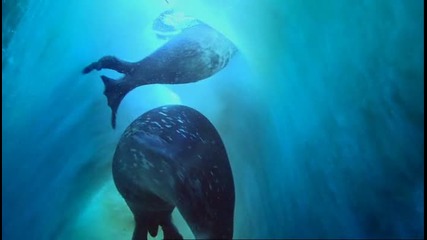 Bbc - как оцеляват тюлените в Антарктика 