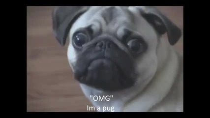 inception Animals Think 