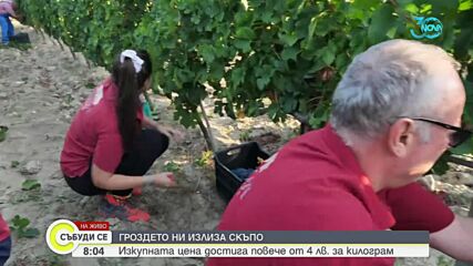 В сезона на гроздето: Изкупната цена стига 4 лв. за килограм