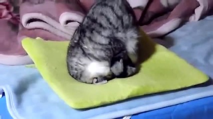 Коте спи в необичайна поза