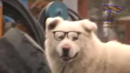 Котки и кучета, които носят очила