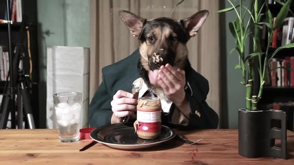 Куче яде като човек *смях*