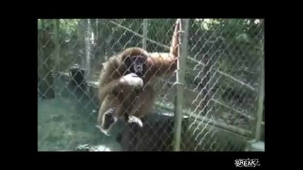 Маймуни на протест
