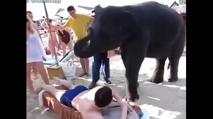 Сладко слонче масажира мъж