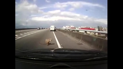 Кученце скача от кола в движение и остава живо