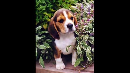 ..beagle..