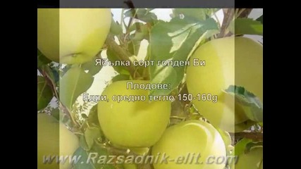 Ябълка сорт голден Б-разсад Фиданки Дръвчета-овощен Разсадник Елит