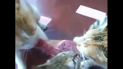 Три Котки Срещу Една Пържола