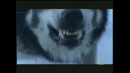 Wolf Attack On Man.