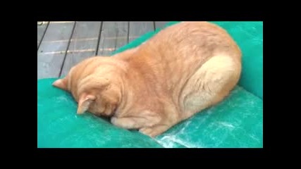 Когато котката се моли 